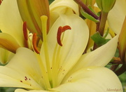 22nd Jul 2015 - Asiatic Lily