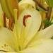 Asiatic Lily by radiogirl