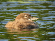 21st Jul 2015 - Loon Chick