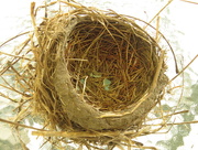 10th Jul 2015 - Robin's Nest