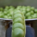 Peas by dragey74