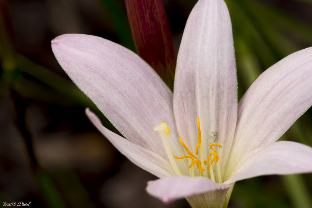 Rain Lily by lstasel