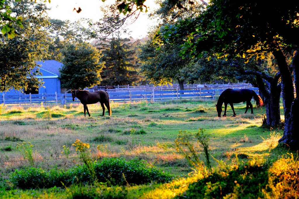 Horse Farm by dianen