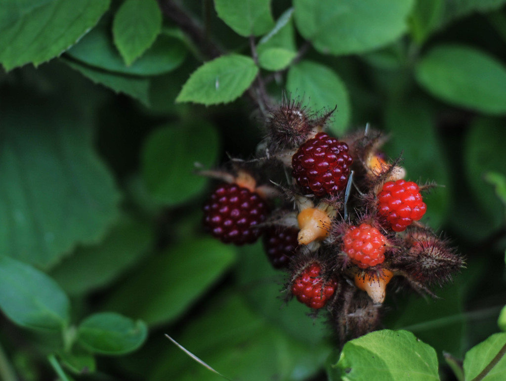 Raspberries by loweygrace