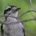 woodpecker by amyk