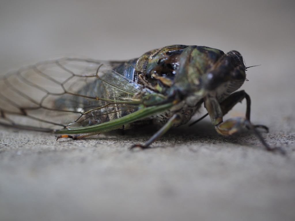 Cicada by selkie