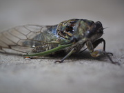 21st Jul 2015 - Cicada