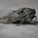 Cicada by selkie