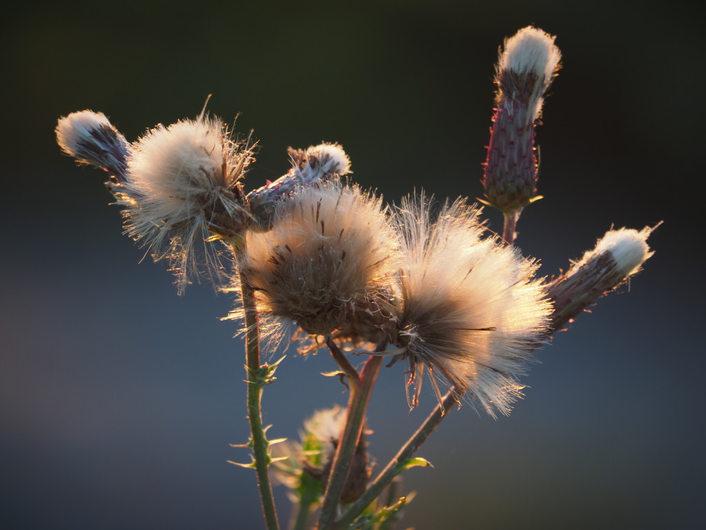 Thistle Fluff by selkie