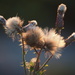 Thistle Fluff by selkie
