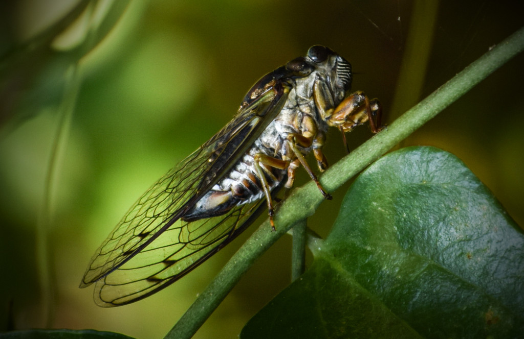 Cicada by rickster549