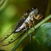 Cicada by rickster549