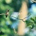 The Very Itchy Hummingbird by mhei