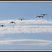 Here Come the Geese! by markandlinda