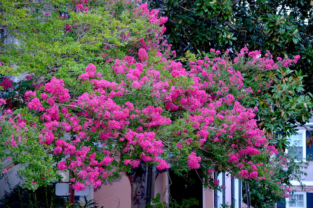 Magnificent crepe myrtle blooms by congaree