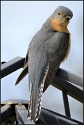 23rd Jul 2015 - Fan-Tailed Cuckoo