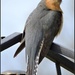 Fan-Tailed Cuckoo by ubobohobo