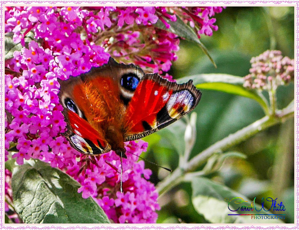 Peacock Butterfly by carolmw