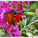 Peacock Butterfly by carolmw