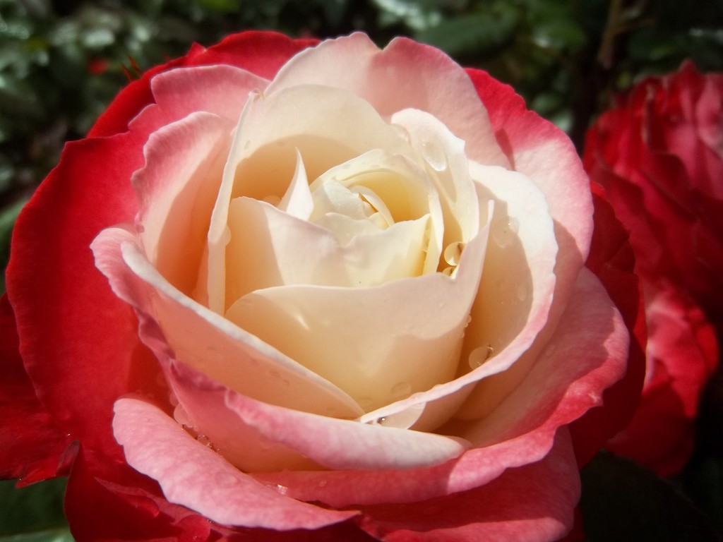 A Rishton pink, red and white rose. by grace55