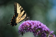 23rd Jul 2015 - Beautiful Butterfly Days of Summer