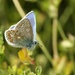 Common Blue by orchid99