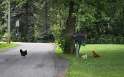 23rd Jul 2015 - Why did the chicken cross the road