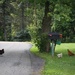 Why did the chicken cross the road by mittens