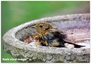23rd Jul 2015 - Bathing youngster