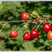 Morello Cherries by pcoulson
