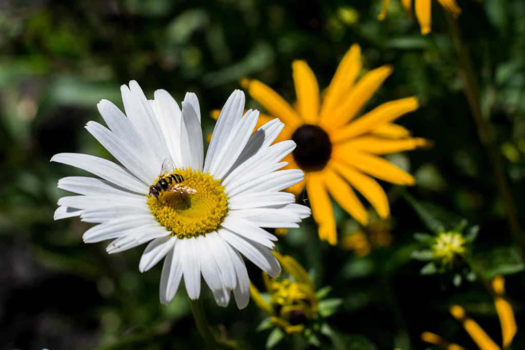 Bee on a daisy by meemakelley