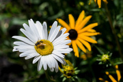 22nd Jul 2015 - Bee on a daisy