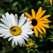 Bee on a daisy by meemakelley