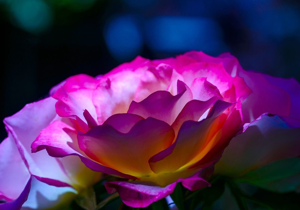 Pink Rose by jgpittenger