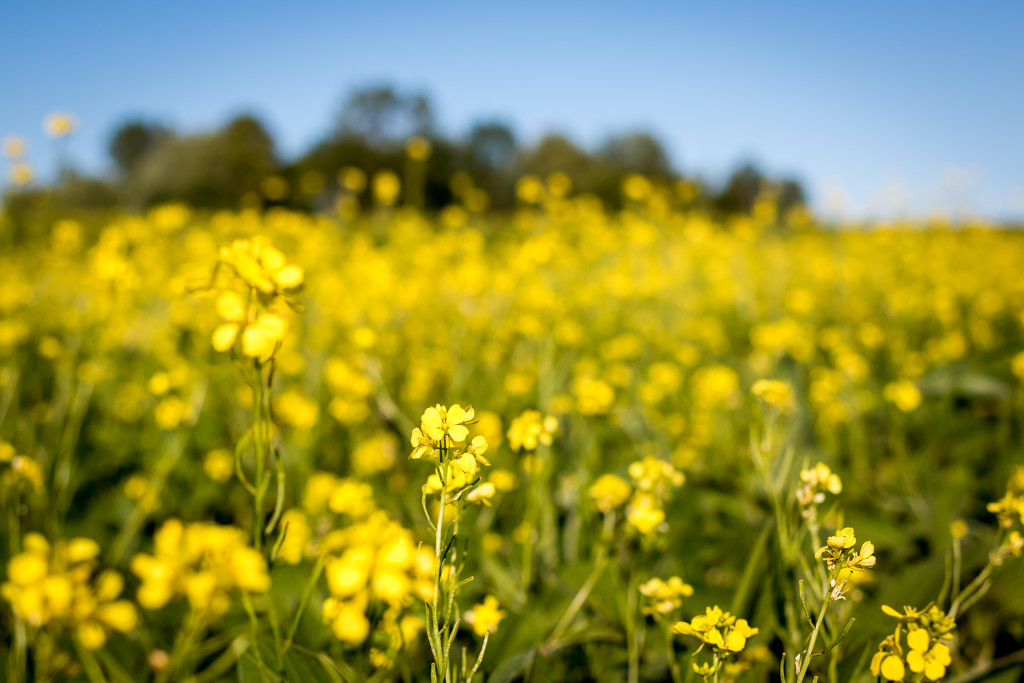 Field of Yellow by tracymeurs