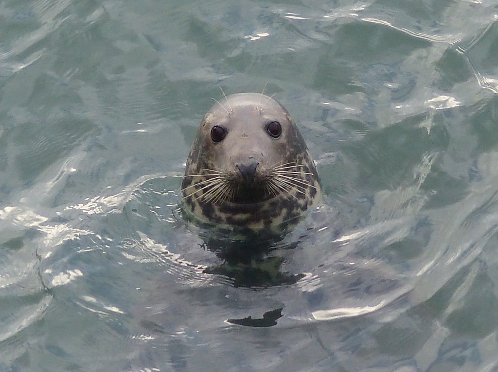  Grey Seal by susiemc