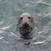  Grey Seal by susiemc