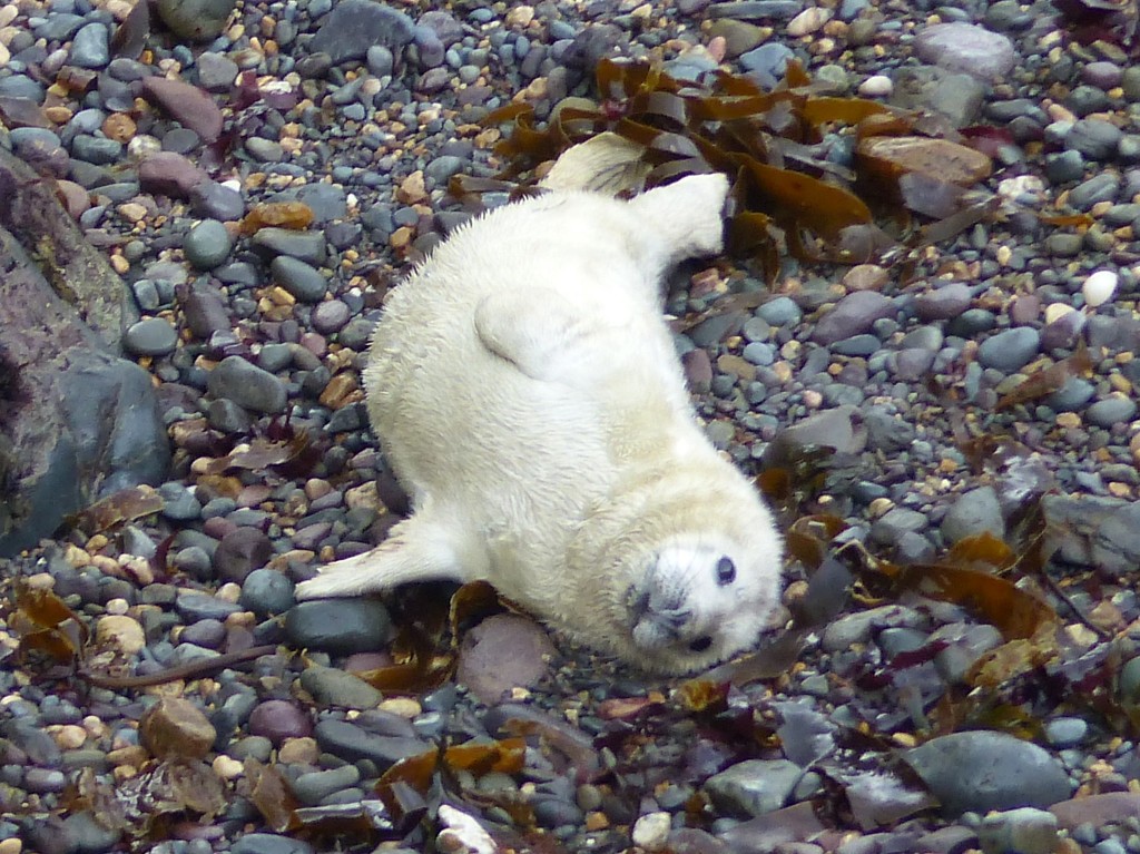 Grey Seal pup by susiemc