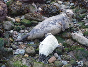 22nd May 2015 - Grey Seal Pup with Mum