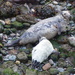 Grey Seal Pup with Mum by susiemc
