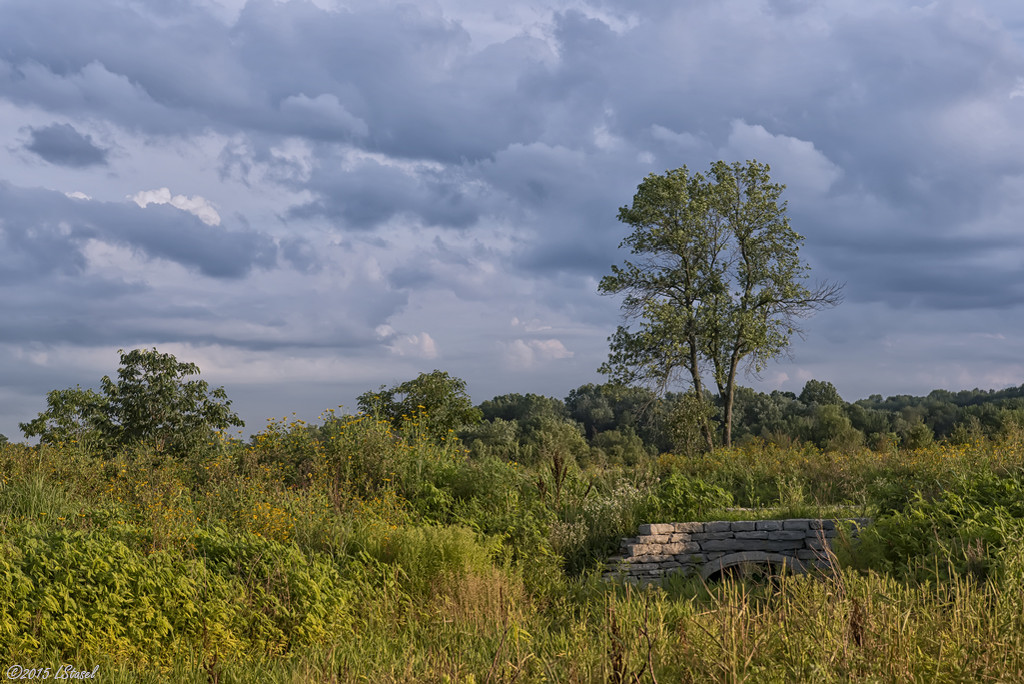 Lonely Tree by lstasel