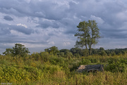 21st Jul 2015 - Lonely Tree