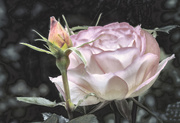 24th Jul 2015 - Poetic License with a Rose