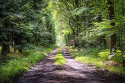 23rd Jul 2015 - Forest Path