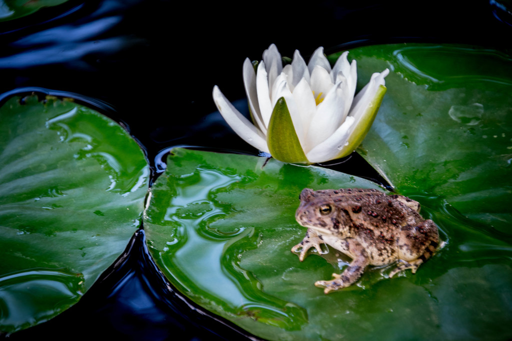 Lily Toad by ckwiseman