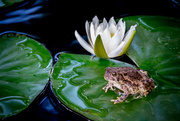 23rd Jul 2015 - Lily Toad