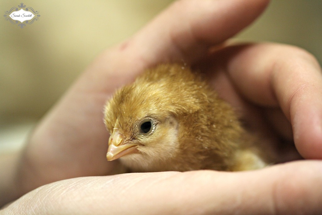 Baby Chicken by sarahlh