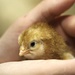 Baby Chicken by sarahlh