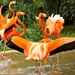The Flamingo Happy Dance by moviegal1