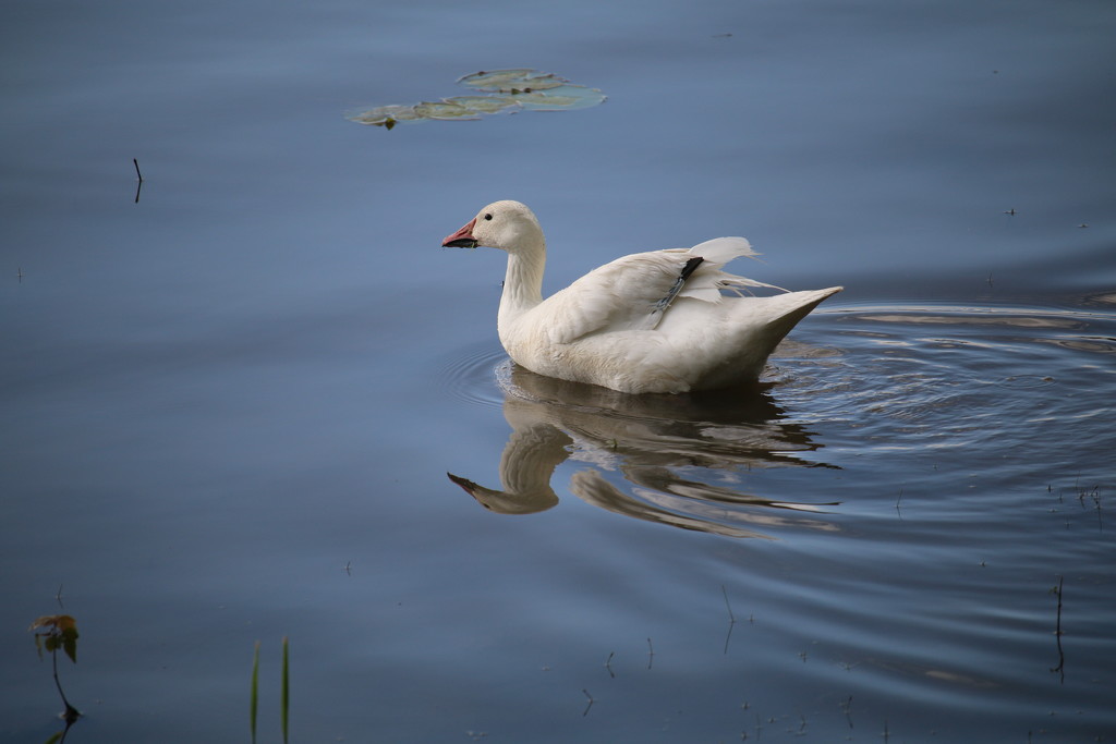 Snow goose by hellie